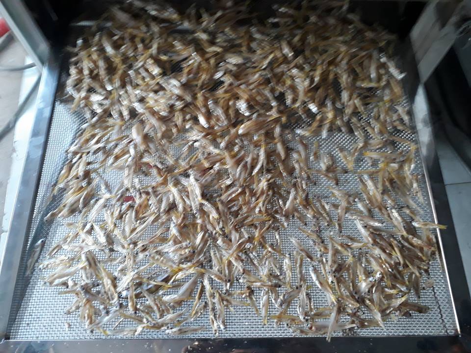  Máy sấy cá khô mini tại Đồng Nai-Máy sấy Kenview