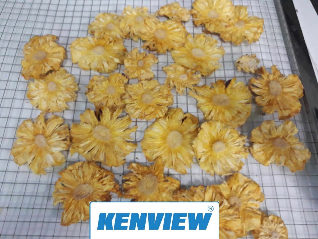Cung cấp máy sấy trái cây kenview – Phan Rang