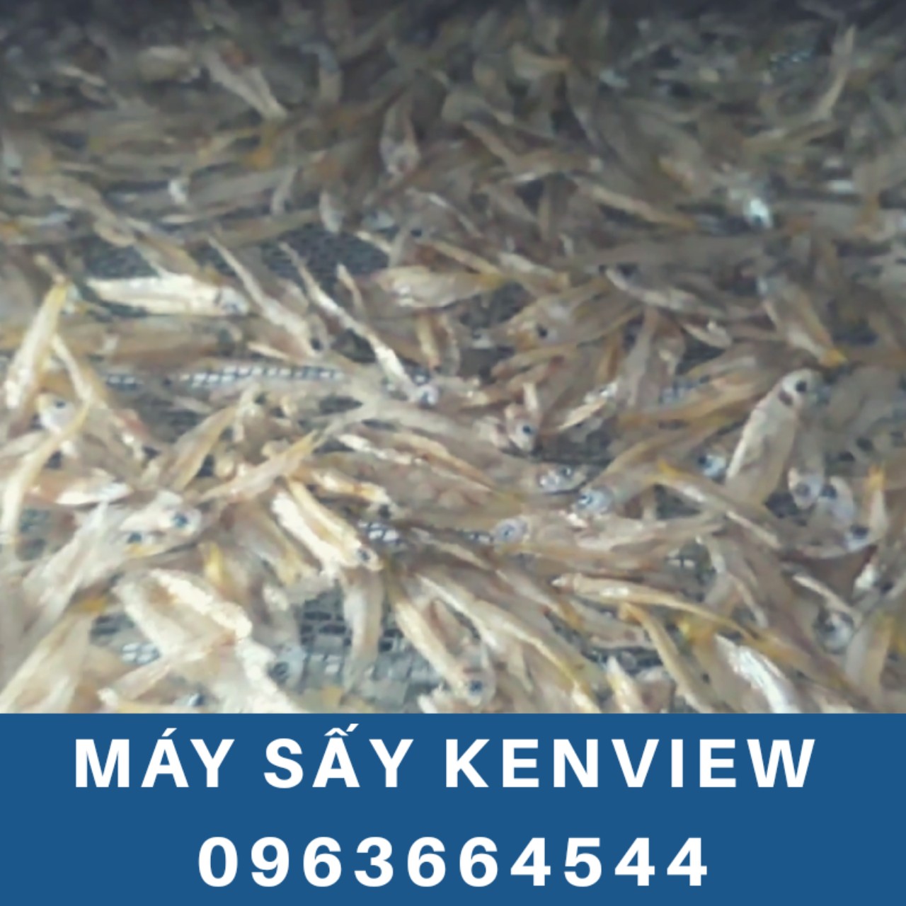Kenview cung cấp máy sấy cá cơm ở Phan Rang - Máy sấy hải sản 