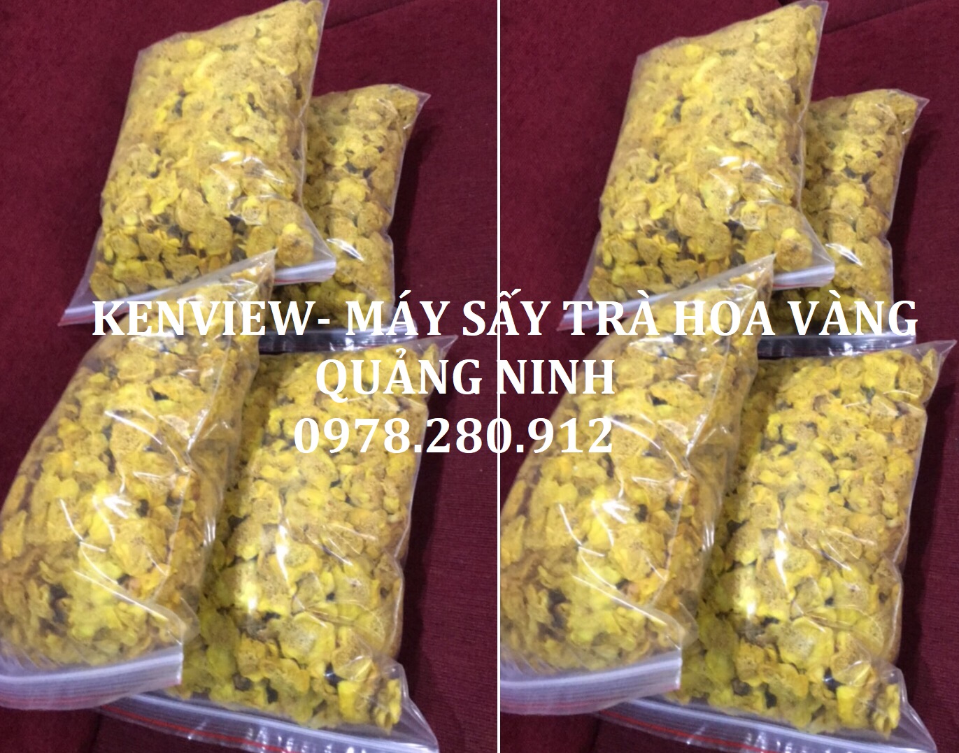 Kenview cung cấp máy sấy dược liệu, sấy hoa trà vàng tại Quảng Ninh.