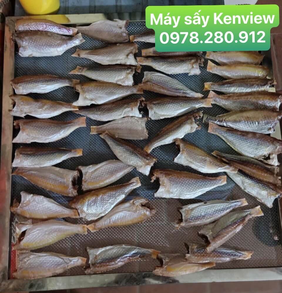 Máy sấy hải sản Kenview. Máy sấy cá khô tôm khô Bình Phước