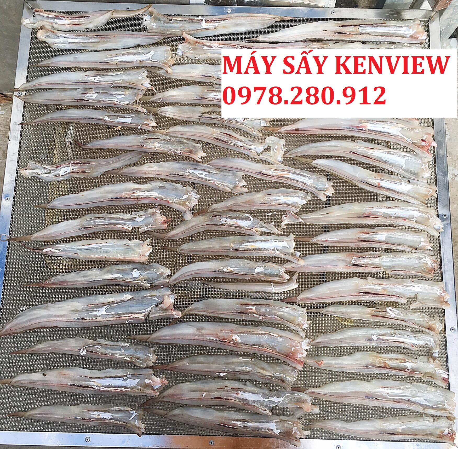 Kenview cung cấp máy sấy hải sản cho Khách tại Quảng Bình- sấy cá, tôm, mực 