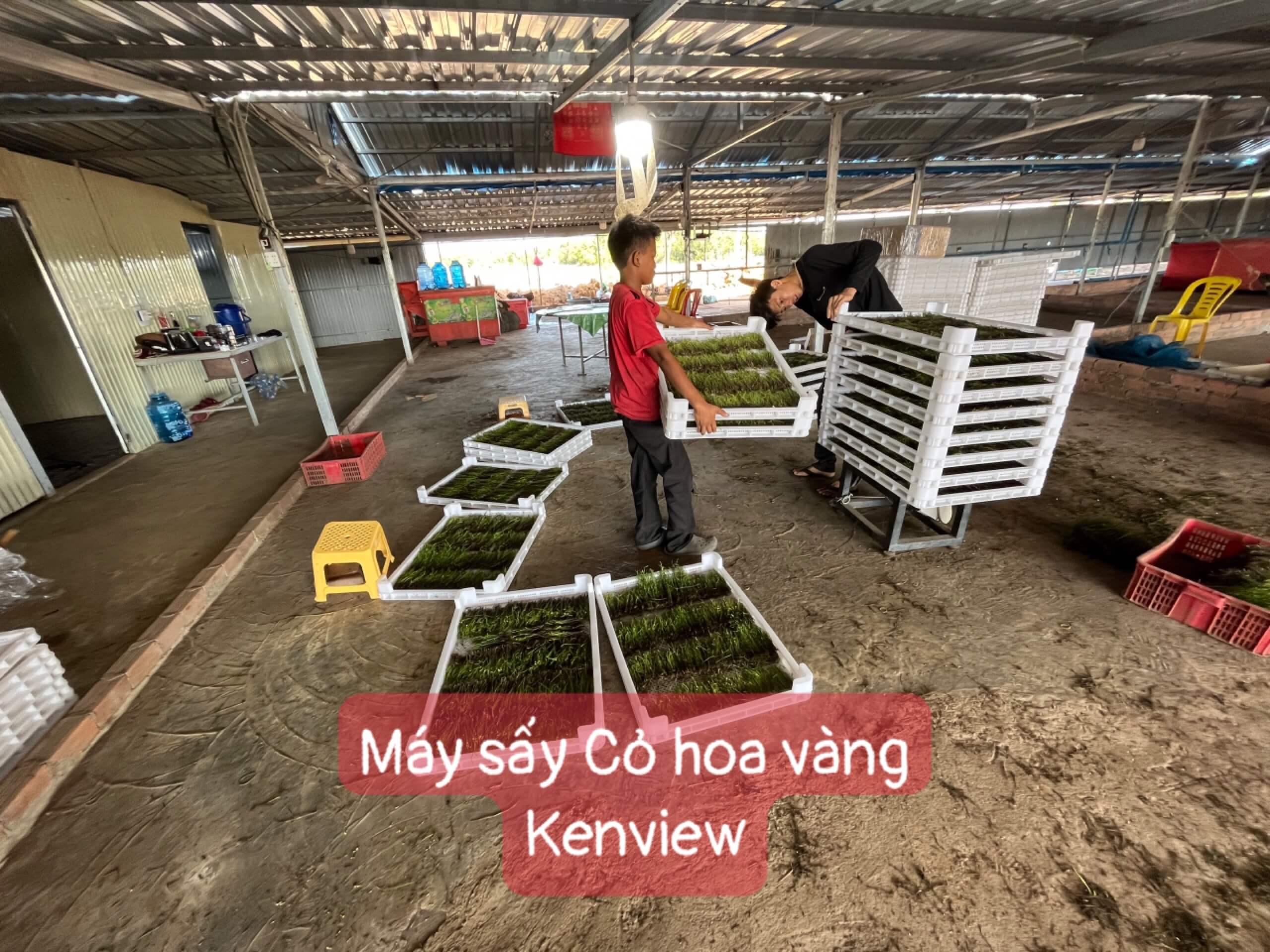 Máy sấy Kenview tại Campuchia